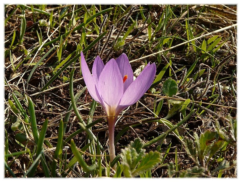 Crocus longiflorus